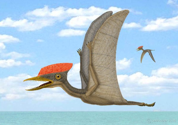 Птерозавры Триасового периода