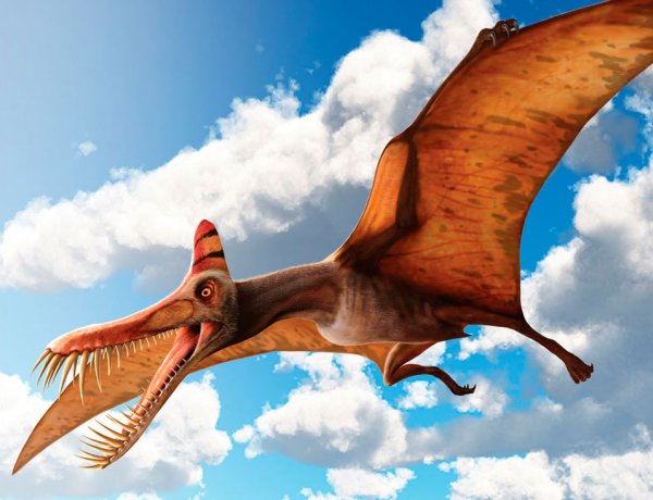 Птеранодон динозавр