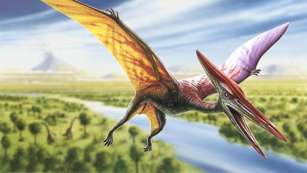 Дино Дикси Птеранодон