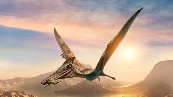 Птерозавры мезозоя