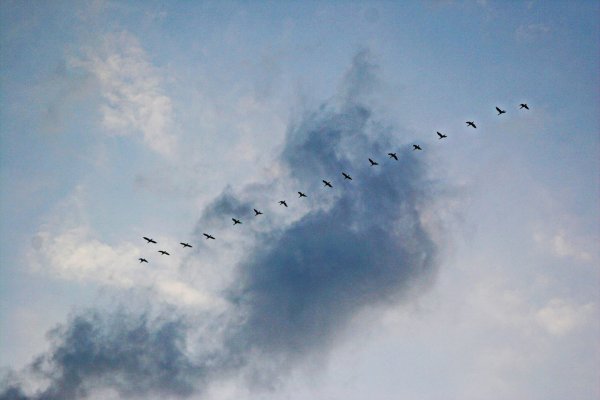 Клин усталых журавлей