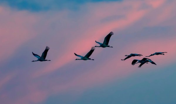 Птицы возвращаются с Юга