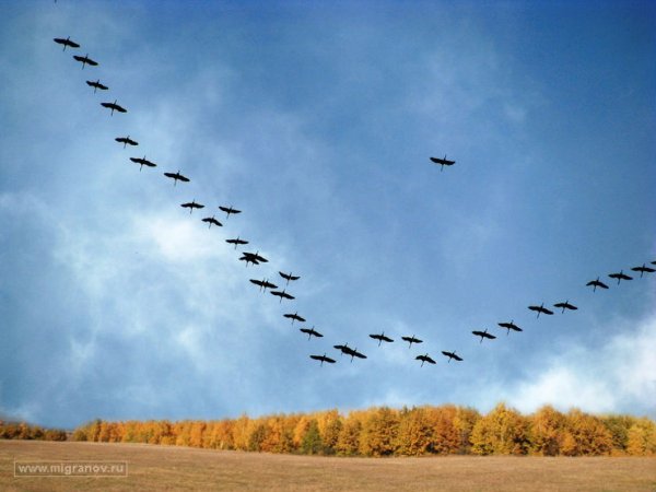 Клин журавлей в небе