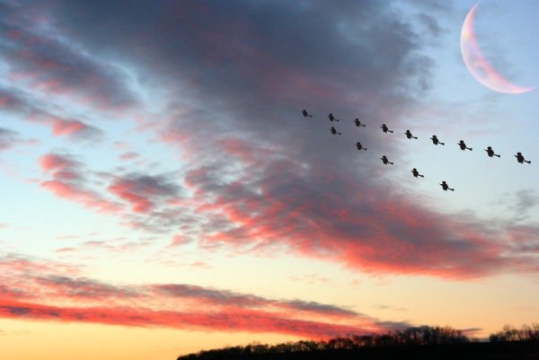 Картина журавлиный Клин Туманов