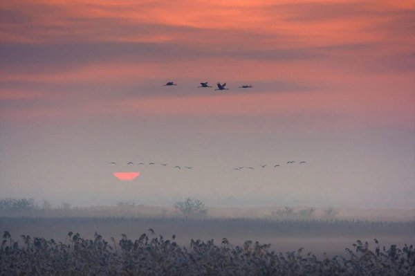 Журавлиный Клин в небе живопись