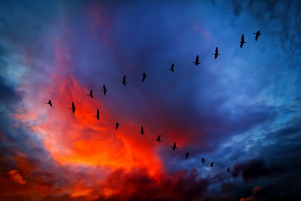 Клин журавлей