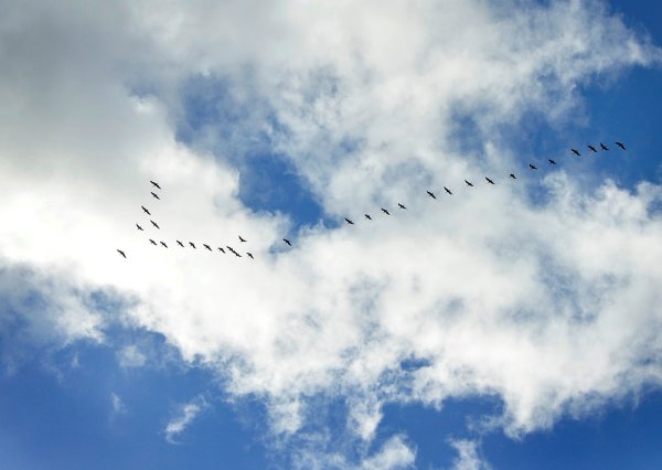 Стая журавлей в небе