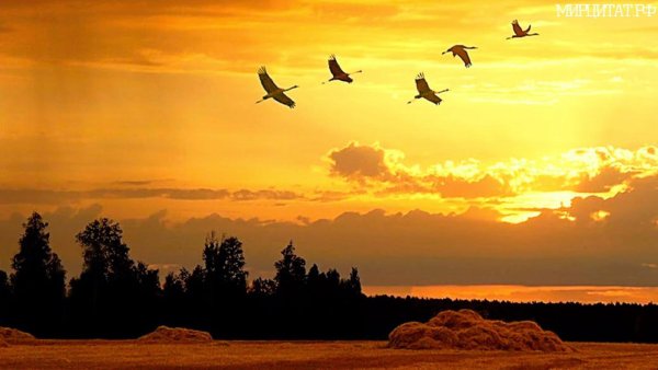 Косяк птиц в небе