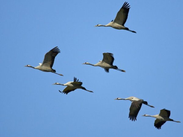 Серый журавль журавлиный Клин в небе