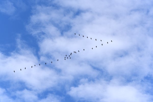 Косяк журавлей