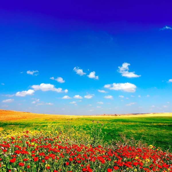 Цветочное поле