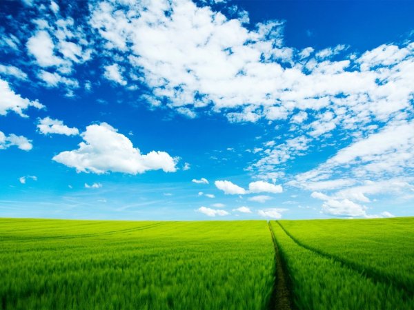 Поля России