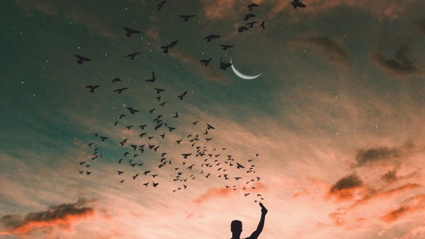 Птицы в небе и человек