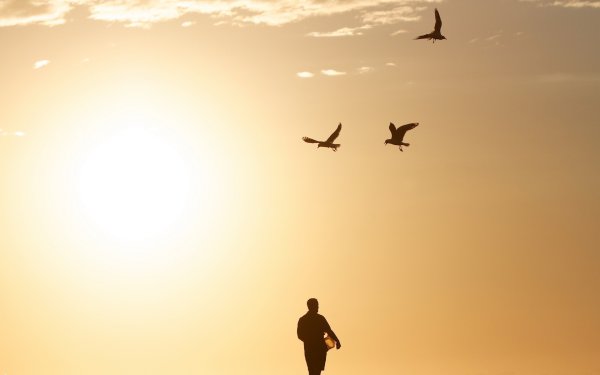 Провожая улетающих птиц