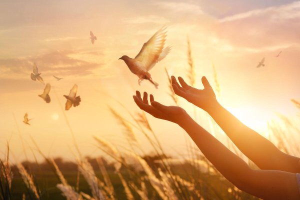 Отпустить птицу