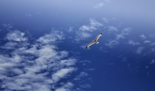 Девушка и улетающие птицы