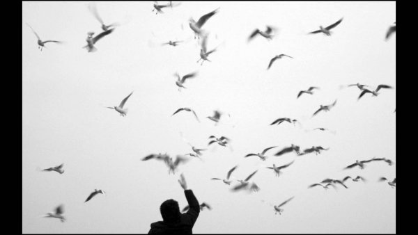 Девушка выпускает птицу