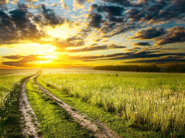 Тропинка в поле