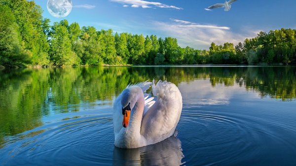 Королевский Бор. Озеро лебедь.