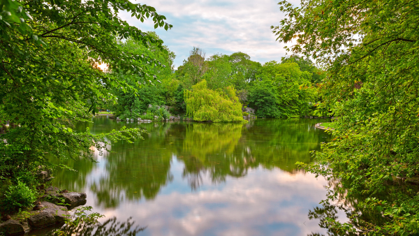 Лес озеро солнце