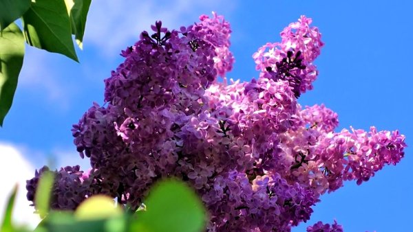 Сирень и солнце