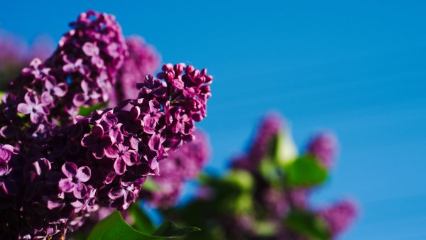 Голубая сирень пятилистная