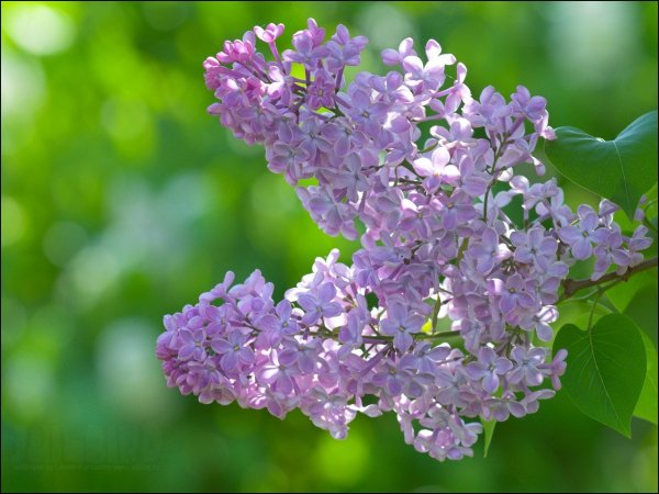 Сирень Катюша