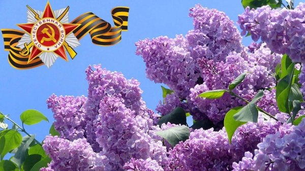 Весна сирень