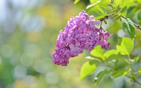 Сирень Гавриил Державин