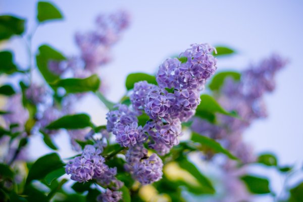 Весенние цветы сирень