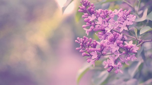 Побег сирени