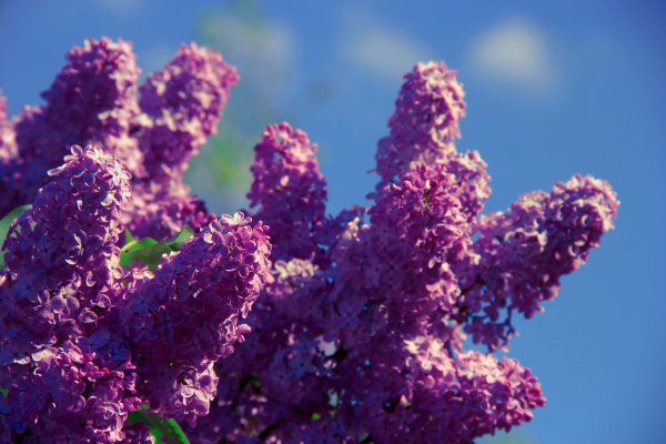 Сирень дерево