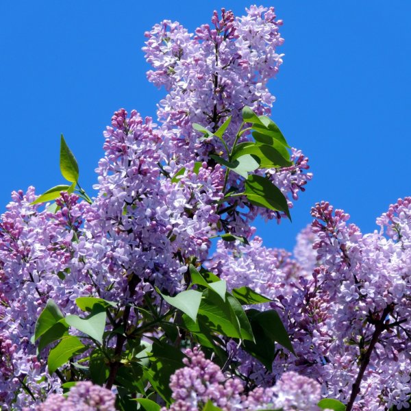 Сирень весной