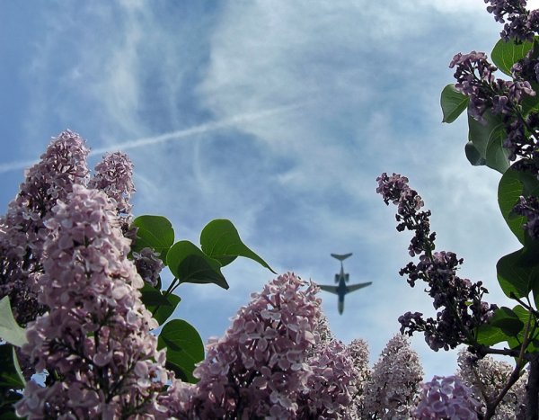 Сирень памятник Колесникова