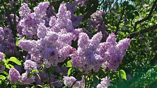 Сирень Останкино