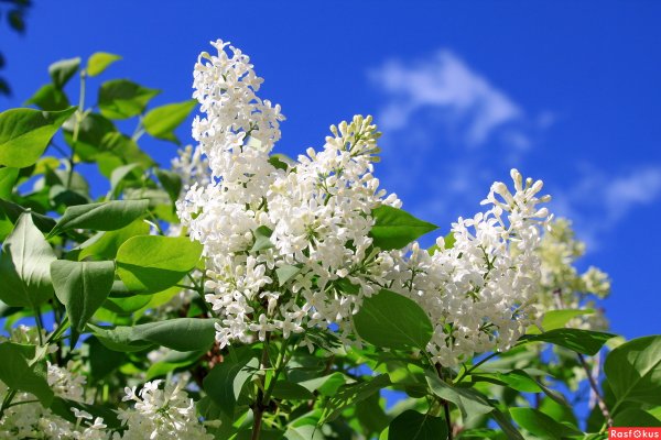 Цветение белой сирени