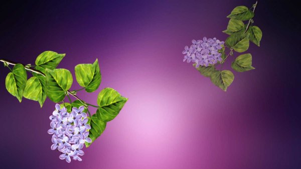 Цветы сирень белая дерево