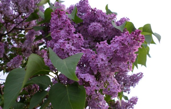 Обои на рабочий стол Весна природа