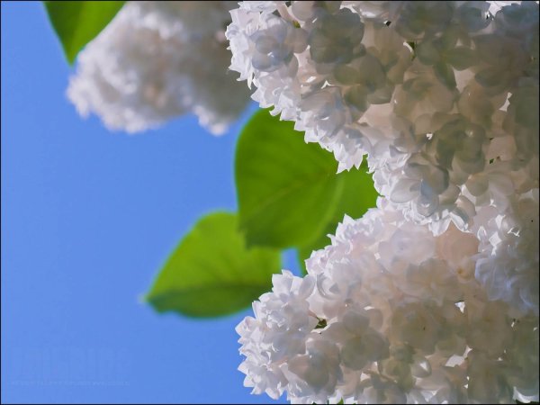 Весна сирень и черемуха