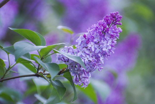 Сиреневый сад вечером