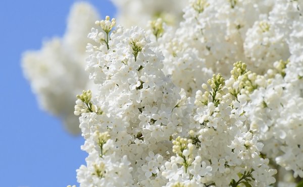 Цветущая сирень