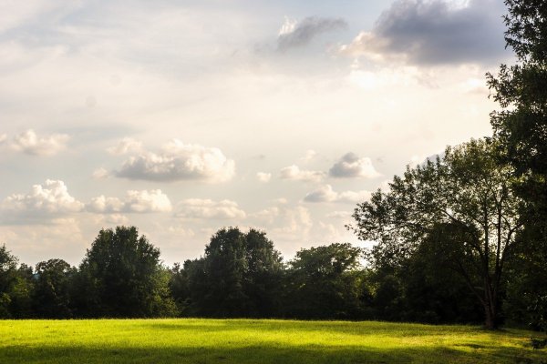 Небо и деревья