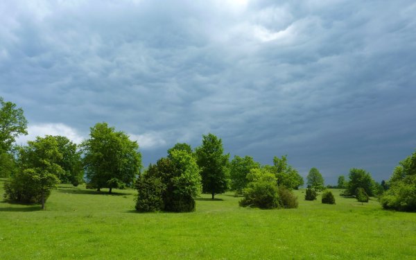 Поляна с кустами