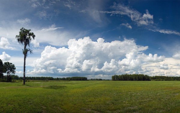 Панорама небо и деревья