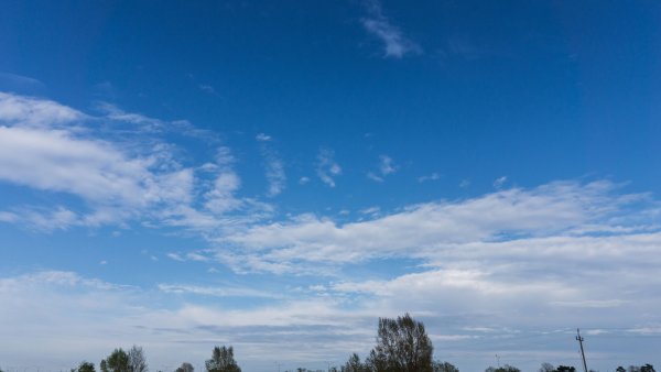 Деревья на горизонте