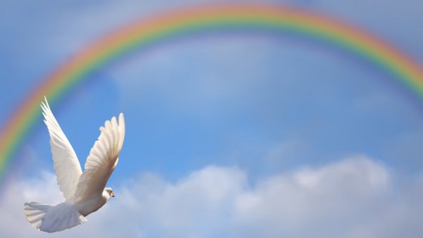 Голубь и Радуга