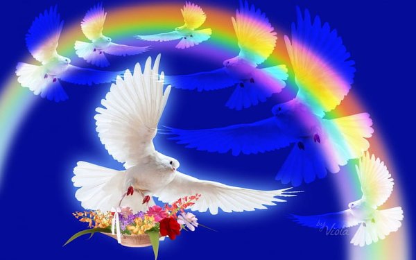 Голубь и Радуга