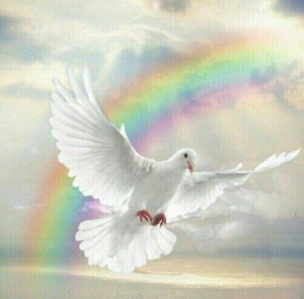 Белый голубь и Радуга