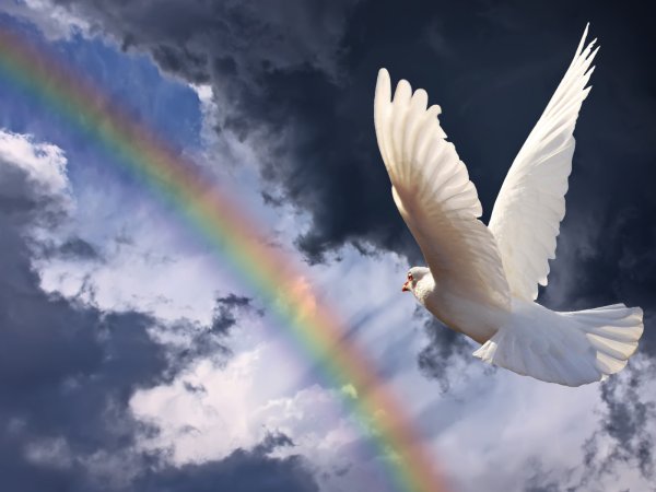 Белые голуби в небе и Радуга