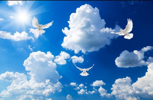 Голубь на фоне планеты